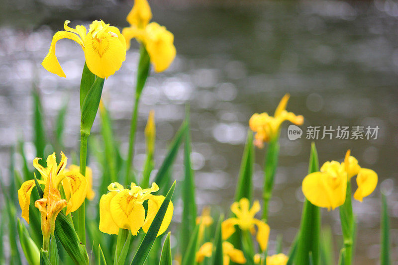 黄色鸢尾花(黄旗/水旗)，鸢尾伪菖蒲图像